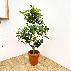 [送料無料]フィカス：ルビキノーサ（フランスゴム）　幸（ユキ）曲がり　8号鉢植え26-01