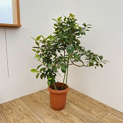 [送料無料]フィカス：ルビキノーサ（フランスゴム）　幸（ユキ）曲がり　8号鉢植え26-05
