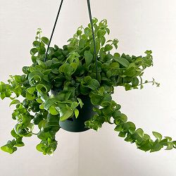 エスキナンサス：ツイスター5号吊り鉢