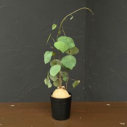 ステファニア：ブラッドバイン　3号鉢植え26-02