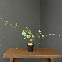 ステファニア：ブラッドバイン　3号鉢植え26-03