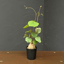 ステファニア：ブラッドバイン　3号鉢植え26-05