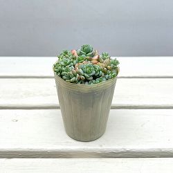 セダム：ペレスデラロサエ ピンクエッジ 2.5号ポット