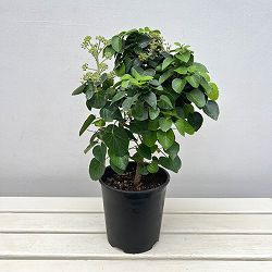 ヘデラ：アルボレッセンス コンパクタ6号鉢植え