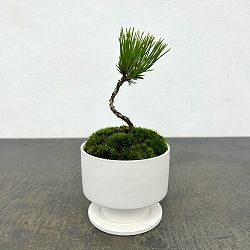[ギフトに]カジュアル盆栽：黒松(クロマツ)/花脊（はなせ）白S