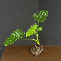 フィロデンドロン：セローム根上がり3号平鉢植え
