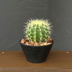 サボテン：金シャチ　5号鉢植え