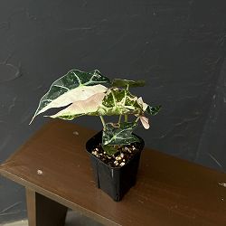 アロカシア：アマゾニカ・ポリー　バリエガータ　3号鉢植え