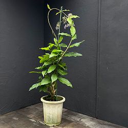 ペトレア：ヴォルビリス（紫）10号鉢植え26-01