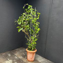 ペトレア：ヴォルビリス（紫）10号鉢植え26-02