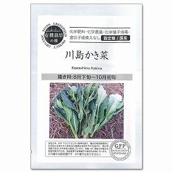 野菜の種：川島かき菜 2袋セット[野菜タネ　8-10月まき]
