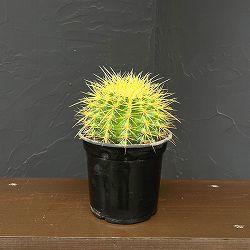 サボテン：金シャチ　4号鉢植え*