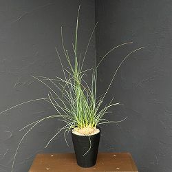 カリバナス：フーケリー 5号鉢植え26-01