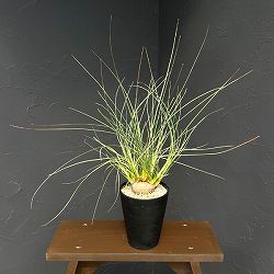 カリバナス：フーケリー 5号鉢植え26-02