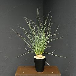 カリバナス：フーケリー 5号鉢植え26-03