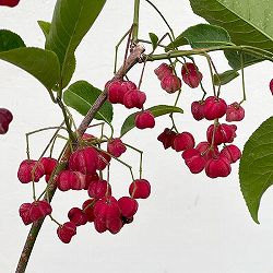 マユミ：緋玉（ヒギョク）マユミ6号鉢植え