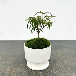 [ギフトに]カジュアル盆栽：長良川モミジ/花脊（はなせ）白S