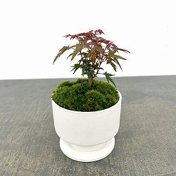 [ギフトに]カジュアル盆栽：モミジ　出猩々(デショウジョウ)/花脊（はなせ）白S