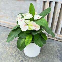 ハナキリン：ティアラ　フィオナ4号鉢入り