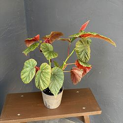 ベゴニア：ダンシングガール　4号鉢植え
