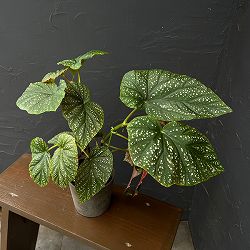 ベゴニア：バチエンシス　4号鉢植え