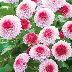手間なし菊苗：秋のポンポン咲き　ラブベリー4号ポット*