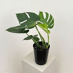 モンステラ：デリシオサ　コンパクタ（TC苗）5号鉢植え
