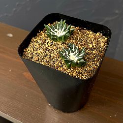 サボテン：アリオカルプス　黒牡丹　3.5号鉢植え26-02