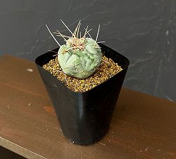 サボテン：テロカクタス　天晃　3.5号
