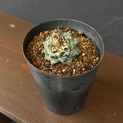 ツルビニカルプス：アロンソイ 3.5号