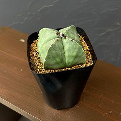 アストロフィツム：四角ヘキラン 3.5号鉢植え