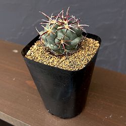サボテン：テロカクタス　紅鷹　3.5号鉢植え