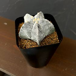 サボテン：鸞鳳玉　ストロンギロゴナム　3.5号