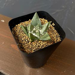 サボテン：アリオカルプス姫疣三角牡丹　3.5号鉢植え