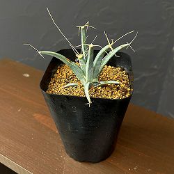 レウテンベルギア：晃山　3.5号鉢植え