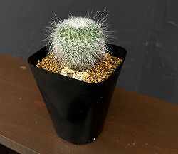 マミラリア：玉翁　3.5号鉢植え