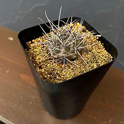 ギムノカリキウム：大型鬼胆丸（キタンマル）3.5号鉢植え