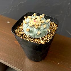 サボテン：ロフォフォラ　鳥羽玉　3.5号鉢植え