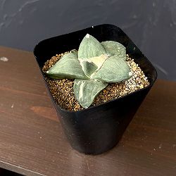 サボテン：アリオカルプス花牡丹　3.5号鉢植え