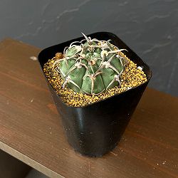 ギムノカリキウム：スーパーバッテリー　3.5号鉢植え