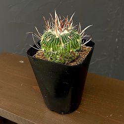 サボテン：ステノカクタス 　千波万波（センパバンパ）　3.5号鉢植え