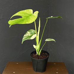 モンステラ：ホワイトモンスター　5号鉢植え