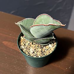 サンセベリア：エレンベルギー　バナナ 　2.5号鉢植え*