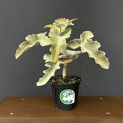 カランコエ：センニョノマイ　4号鉢植え