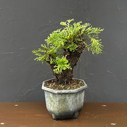 イワヒバ（イワマツ）：おまかせ盆栽仕立て　5号鉢植え