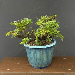 イワヒバ（イワマツ）：おまかせ盆栽仕立て　6号鉢植え