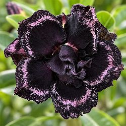 アデニウム：オベスム　ナイトバタフライ　5号鉢植え