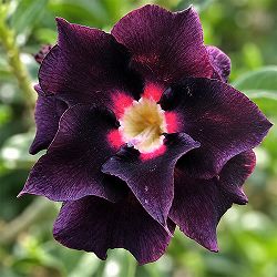 アデニウム：オベスム　ブラックシープ　5号鉢植え