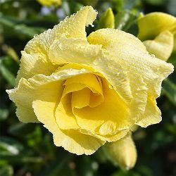 アデニウム：オベスム　バナナ　5号鉢植え