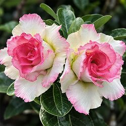 アデニウム：オベスム　Ploy　sai（プロイ・サイ）5号鉢植え